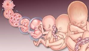 مراحل رشد و تمایز اندام های جنین در دوران زندگی داخل رحمی
